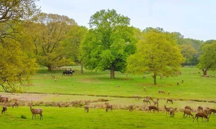 deer-in-bushy-park-the-royal-parks